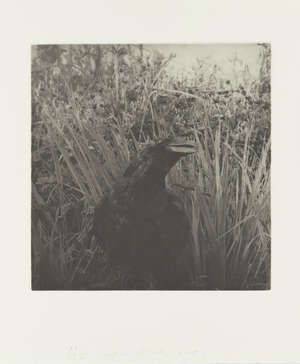 
	
		Jim Dine, 
		American b.1935-
		 
		Birds, 2001;
		 
		 
		hardback book signed and...