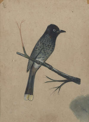 
	
		A study of a blackbird, India, late 19th century, gouache on paper, glazed and framed, 20...