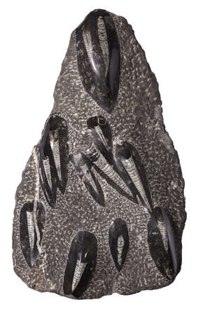 
	
		A polished section of fossil Orthoceras Belemite (Cephalopod), in two parts, 28 and 16cm...