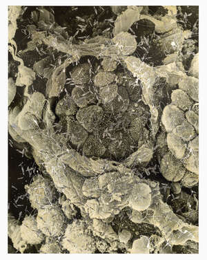 
	
		Damien Hirst, 
		
		British b.1965- 
		
		Second Series Biopsy:...