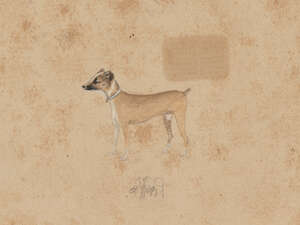 
	
		A group of eight studies of dogs, India, late 19th/early 20th century, pencil and gouache...