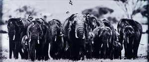 
	
		Laurent Baheux, 
		French b. 1970- 
		Big Family; 
		c-print laid on metal support,...