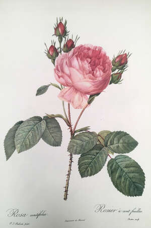 
	
		After Pierre-Joseph Redoute, French 1759-1840- Roses; offset lithographs printed in...