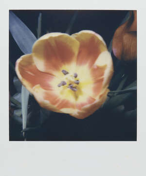 
	
		Nobuyoshi Araki, 
		Japanese b.1940-
		 
		Untitled Polaroid (tulip);
		 
		unique...