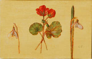 
	
		Carolyn Sergeant, 
		British 1937-2018- 
		 
		Geranium and Snowdrops; 
		 
		oil on...