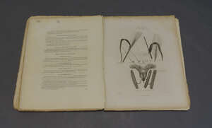 
	
		Thornton, Robert John, New Illustration of the Sexual System of Carolus Von Linnaeus,...