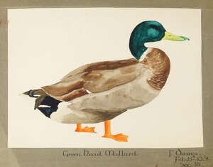 Frances Dawes, British, early 20th century- Green Head Mallard, 1928; watercolour, inscribed, signed and dated Feb 18 1928 in ink on the paper mount: together 