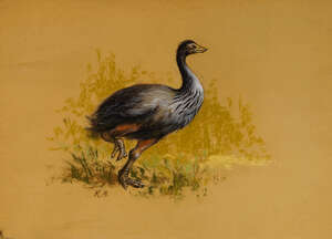
	
		British School, mid 20th century- Giant Moa; pastel on coloured paper, signed with...