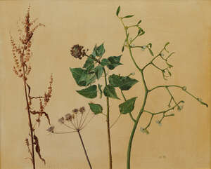 
	
		Carolyn Sergeant, 
		British 1937-2018- 
		 
		Ivy, Mistletoe and Dock; 
		 
		oil...