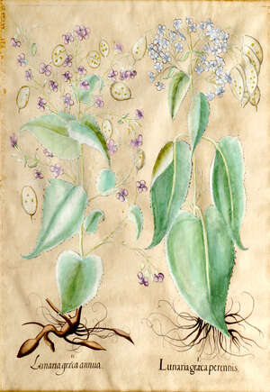 
	
		Basilius Besler, 
		German 1561-1629- 
		 
		Two sheets from Hortus Eystettensis:...