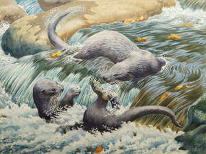 Charles Frederick Tunnicliffe OBE RE RA, 
		British 1901-1979- 
		 
		Otters at Play; 
		 
		watercolour, signed, 42x56cm (ARR) 
		 
		Provenance: wi