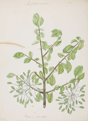 
	
		An important archive of Indian botanical watercolours, drawings, letters and notes of and...
