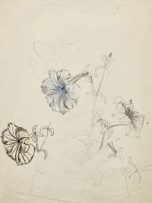 John N. Nash CBE RA,&nbsp;British 1893-1977 -&nbsp;Study of Petunias - folio;&nbsp;pencil, coloured pencil and...