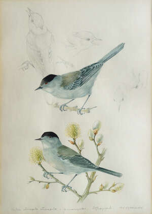 
	
		Mildred E Eldridge RWS, British 1909-1991- Wintering Blackcap; watercolour and pencil,...