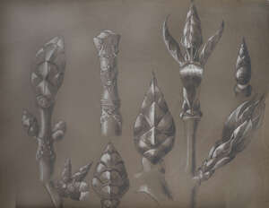 
	
		Georgette Vanier, French late 19th/early 20th century-  Study of Horse Chestnuts; black...