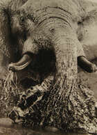To Be Sold with No Reserve: Steve Bloom,
South African b.1953-
 
Elephant Splashing, Savuti,...