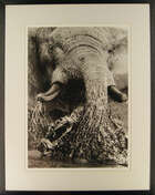 To Be Sold with No Reserve: Steve Bloom,
South African b.1953-
 
Elephant Splashing, Savuti,...