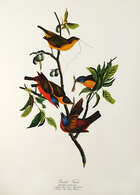 
	
		The Audubon Folio, 30 Great Bird Paintings, text by George Dock Jr., published by Harry...