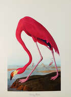 
	
		The Audubon Folio, 30 Great Bird Paintings, text by George Dock Jr., published by Harry...