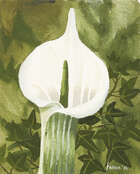 
	
		Mary Fedden OBE RA PPRWA, 
		British 1915-2012-
		
		Single Flower Stem, 2006;
		
		