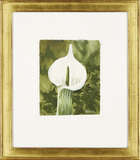 
	
		Mary Fedden OBE RA PPRWA, 
		British 1915-2012-
		
		Single Flower Stem, 2006;
		
		