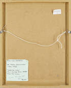 
	
		Sir Thomas Monnington PRA, 
		British 1902-1976-
		 
		Suspended Kites, Study for...