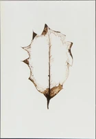 Garry Fabian Miller, British b.1957- Midwinter, 2000; c-print on photopaper, dedicated, titled,...