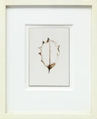 Garry Fabian Miller, British b.1957- Midwinter, 2000; c-print on photopaper, dedicated, titled,...