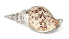 
	
		A large silver mounted conch shell, signed JG Argenterie, the Charonia tritonis spiral...
