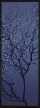 
	
		Susan Derges, 
		British b.1955- 
		 
		River Taw 19 January 1999 (Willow);...