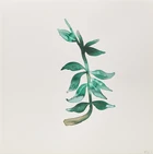 Nadia Ayari (Tunisian b. 1981-), 
Four watercolours depicting a plant; two flowers; a seated...