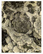 
	
		Damien Hirst, 
		
		British b.1965- 
		
		Second Series Biopsy:...