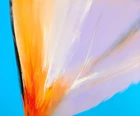 Neil Canning, British b.1960 - Apollo, 2006; oil on canvas, signed, titled and dated on the...
