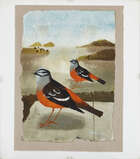
	
		Mary Fedden OBE RA RWA, 
		British 1915-2012 - 
		 
		Sand Buntings, 1982; 
		 
		