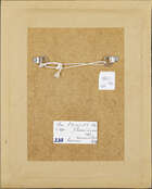 
	
		Tom Phillips RA, 
		British b.1937- 
		 
		Portrait of a man, 1963; 
		 
		gouache,...