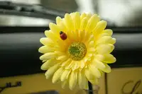 **Sold Pre-Sale** 1973 Volkswagen Karmann Ghia Sport Edition-Sold