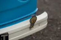 1978 Volkswagen Type 2 (T2) Bay Window Campervan-Sold