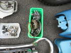 1971 Honda CL350 K3 Scrambler 349cc-Sold