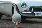 1974 MG B GT 'Factory' V8-Sold