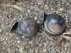 Three Lucas Snail Horns